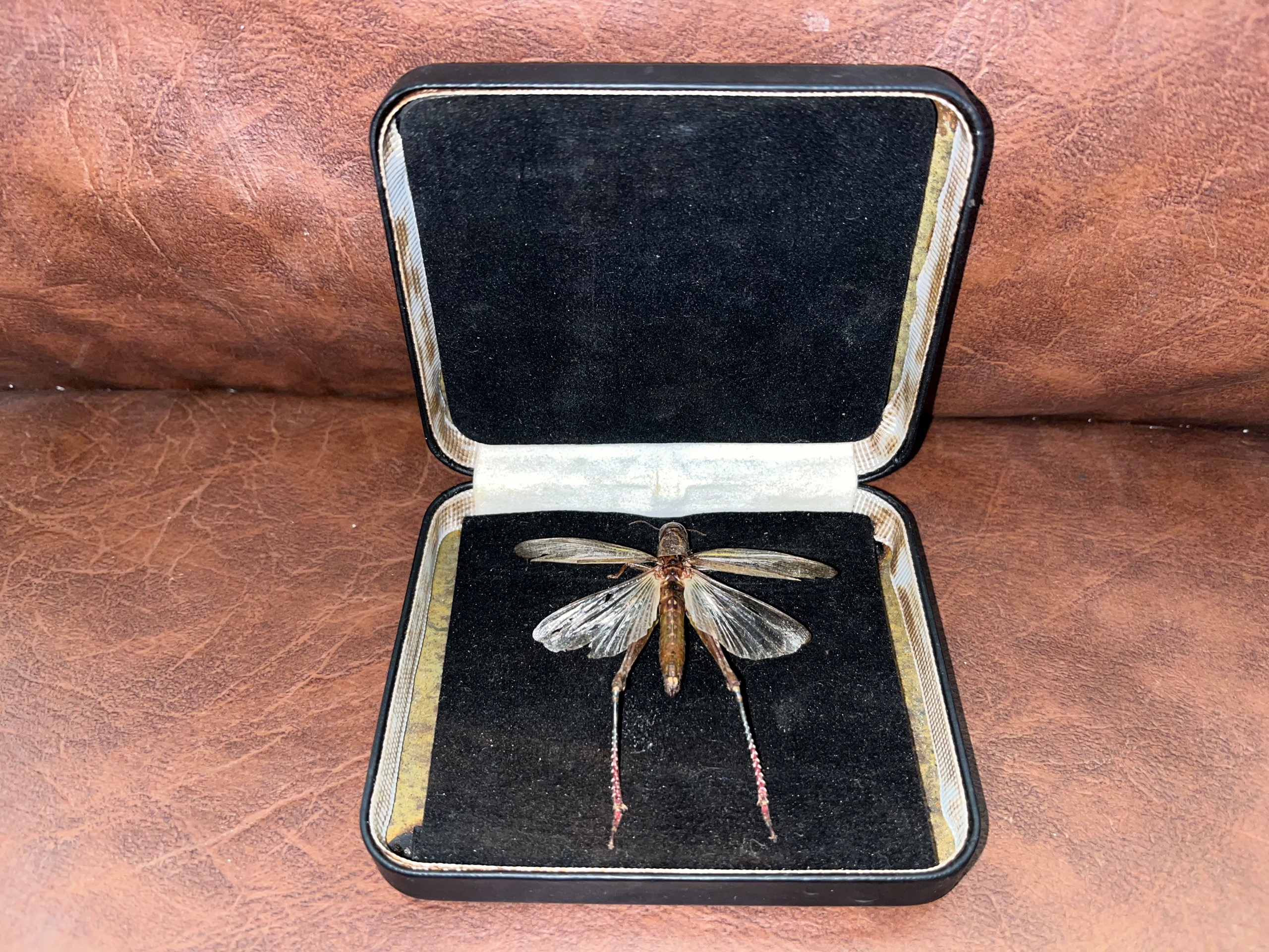 حشره (ملخ) با باکس قدیمی