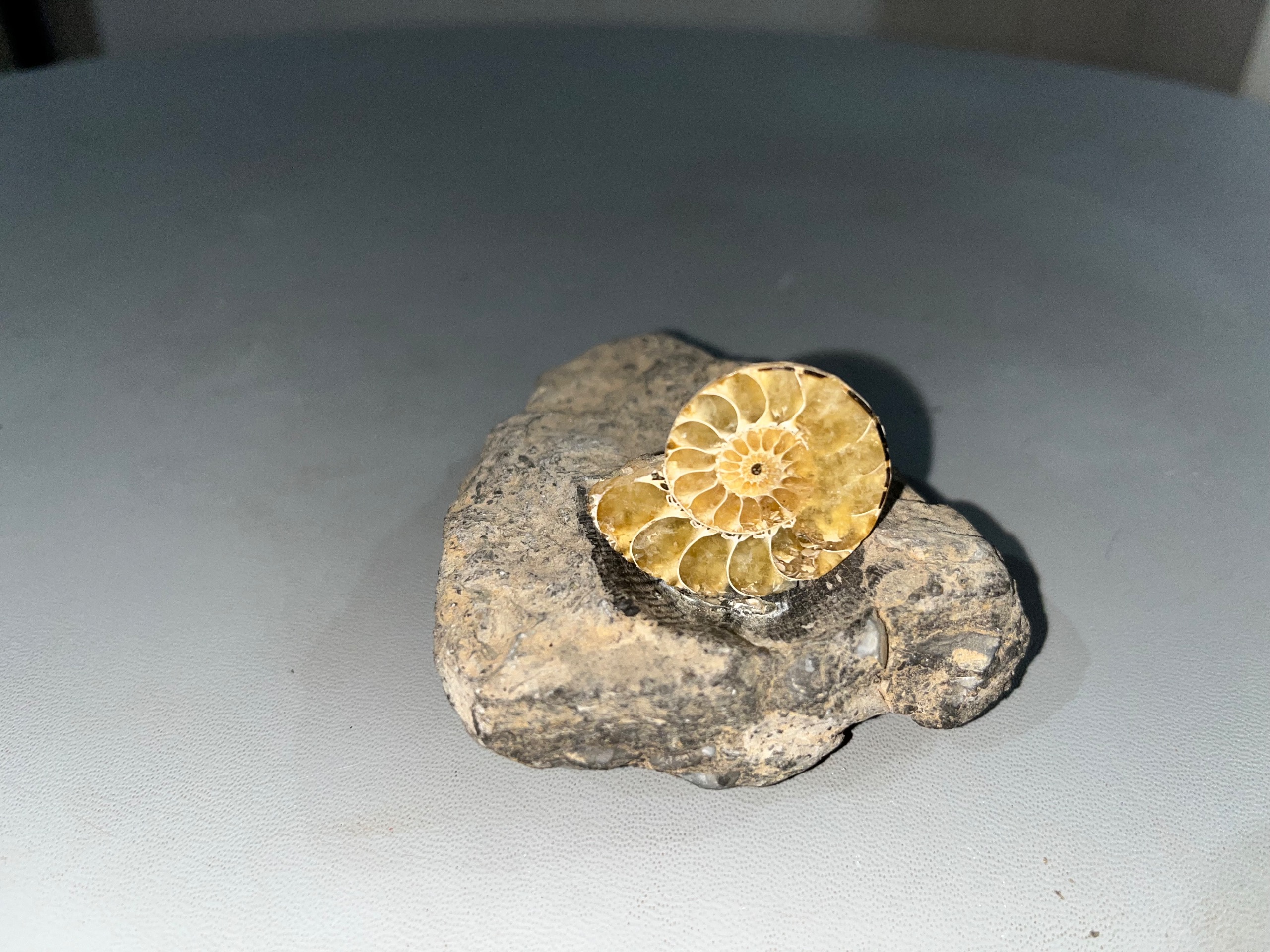 فسیل آمونیت و صدف