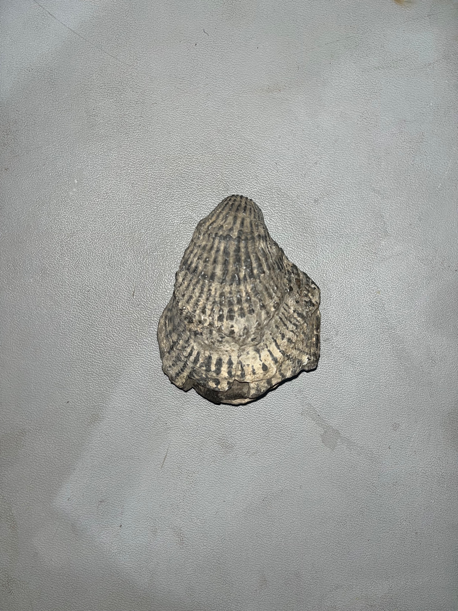 فسیل صدف دوکفه ای