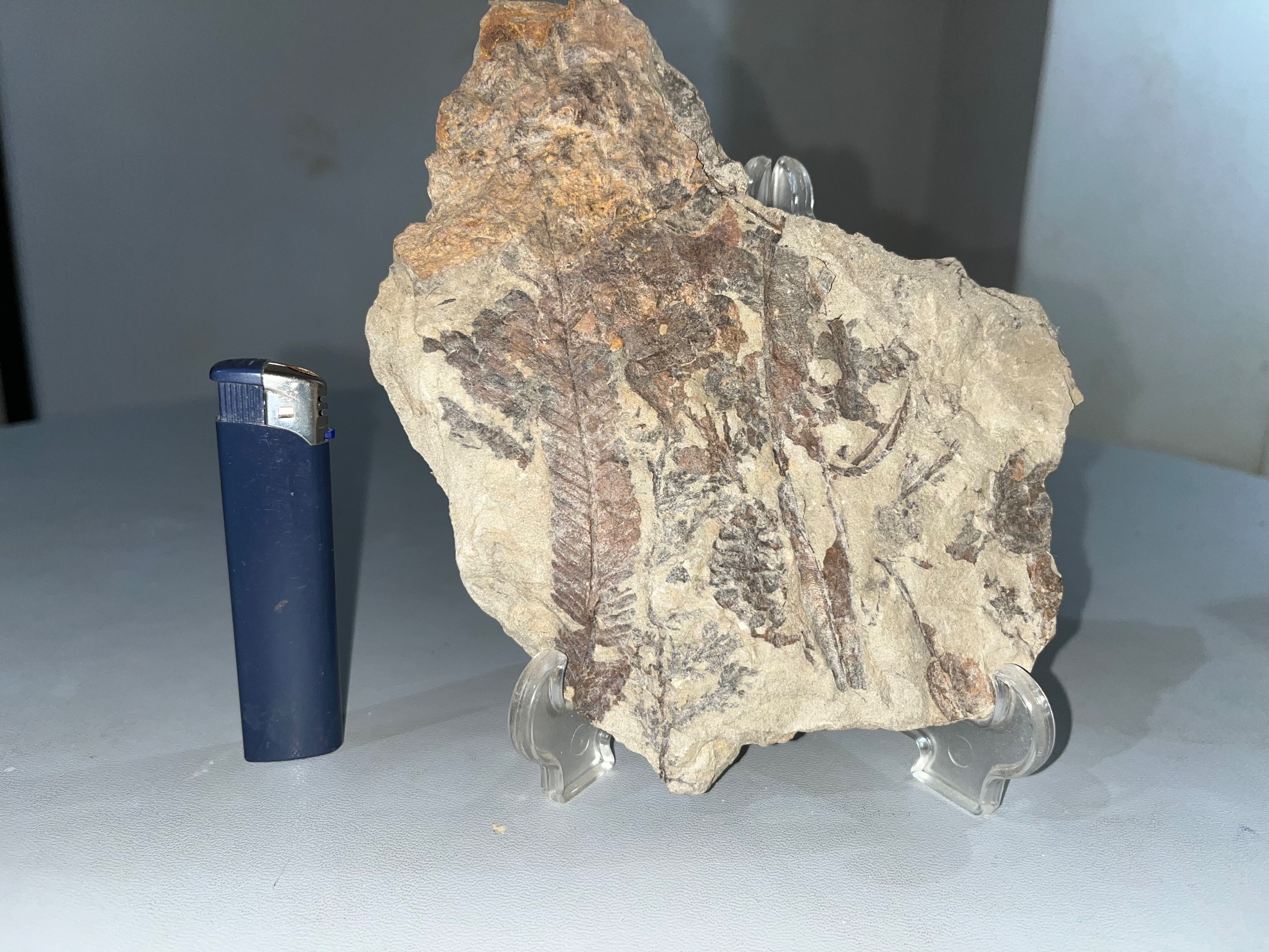 فسیل دو طرفه سرخس با پایه