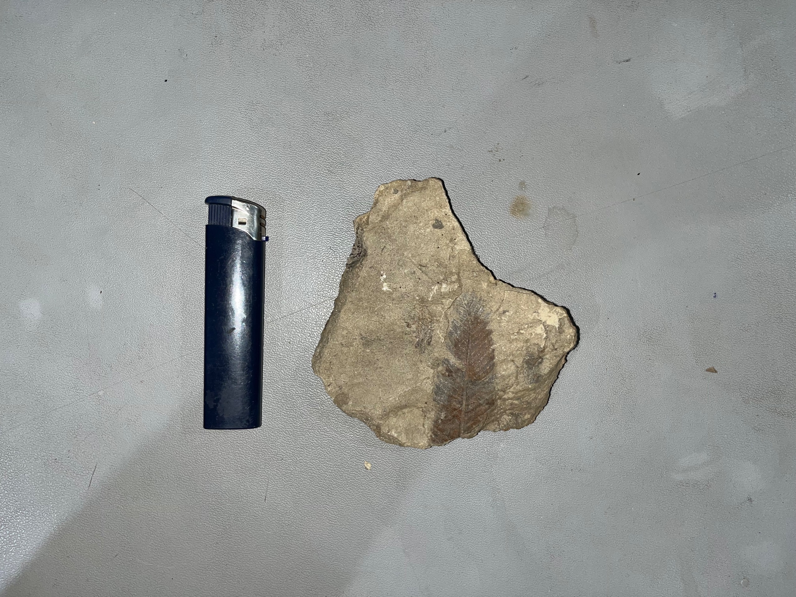 فسیل برگ سرخس کوچک