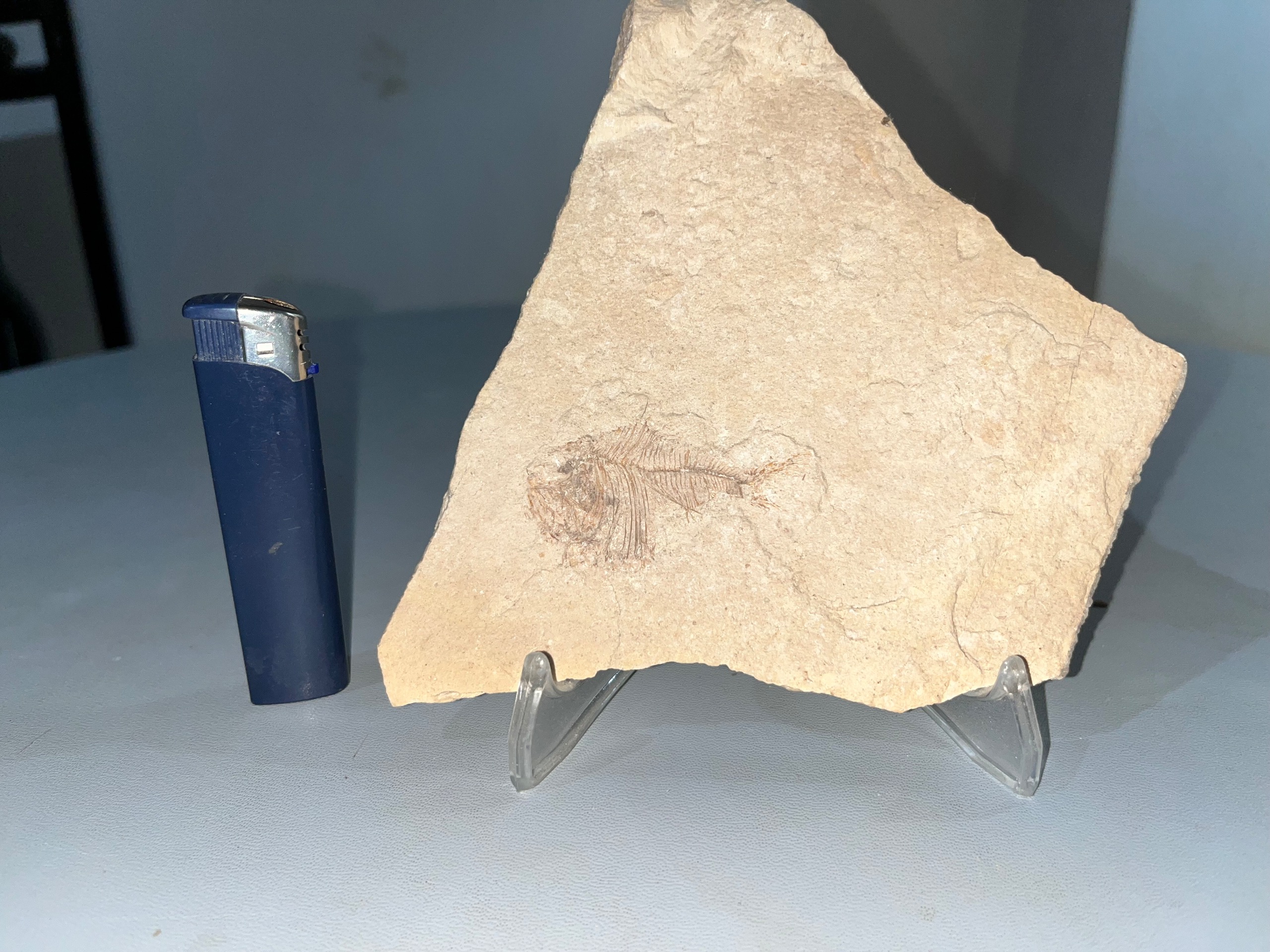 فسیل ماهی تبرزین با پایه