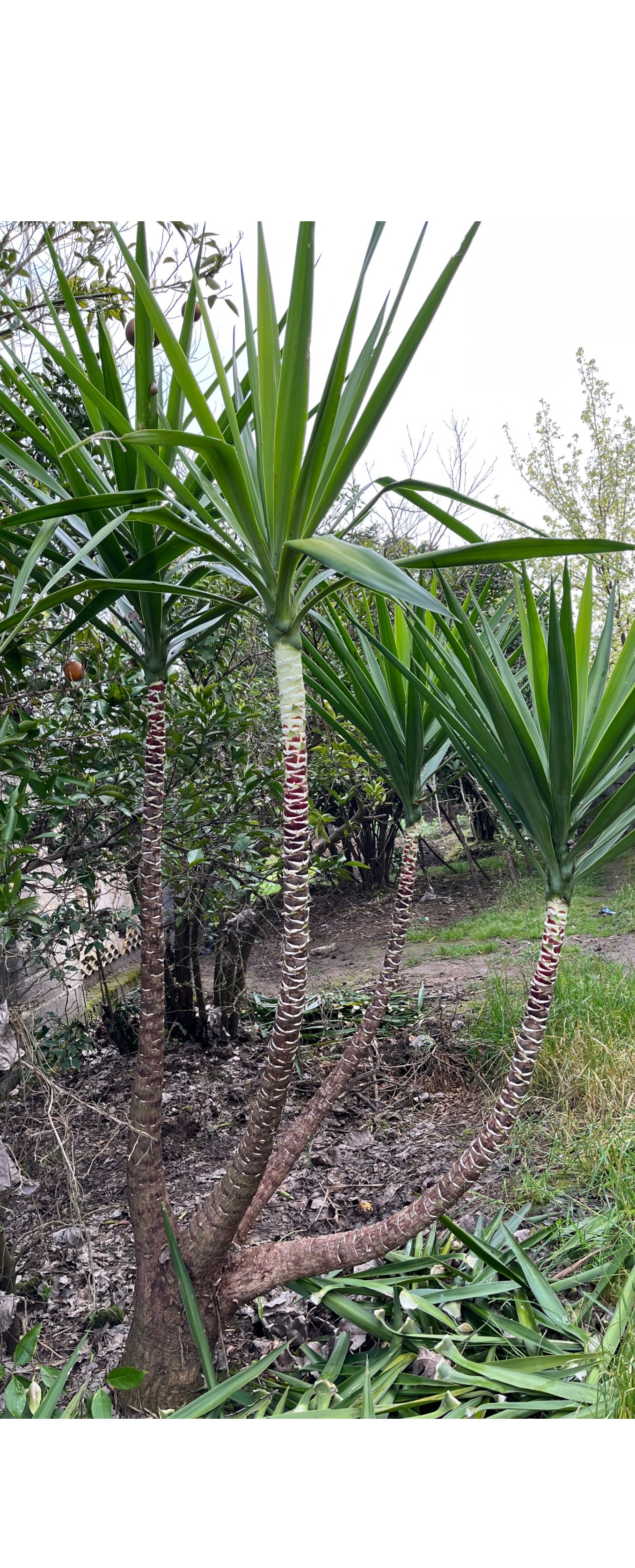 گل یوکای 2/5 متری 4شاخه