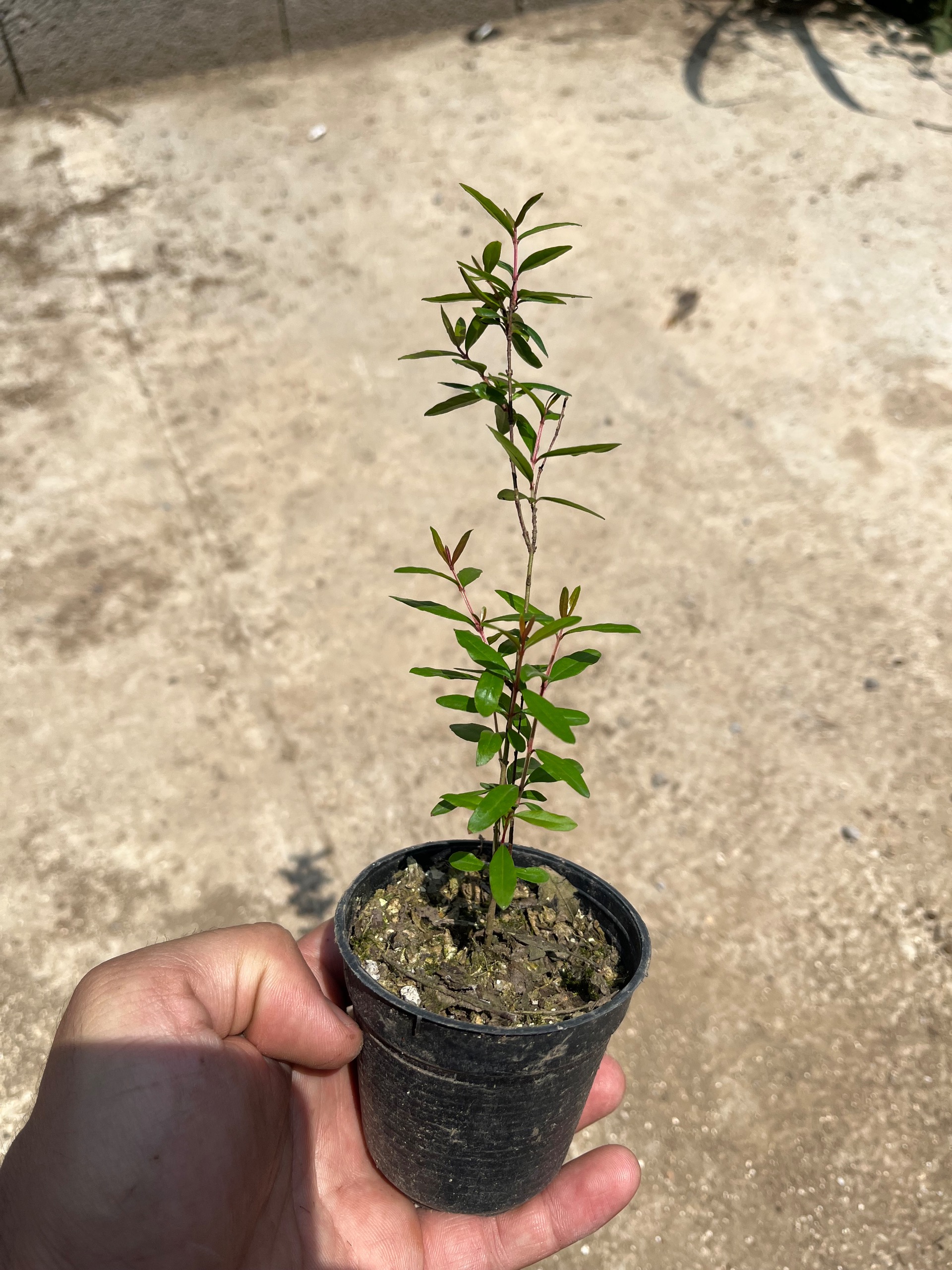 نهال انار ترش رشتی گلدان سایز 8