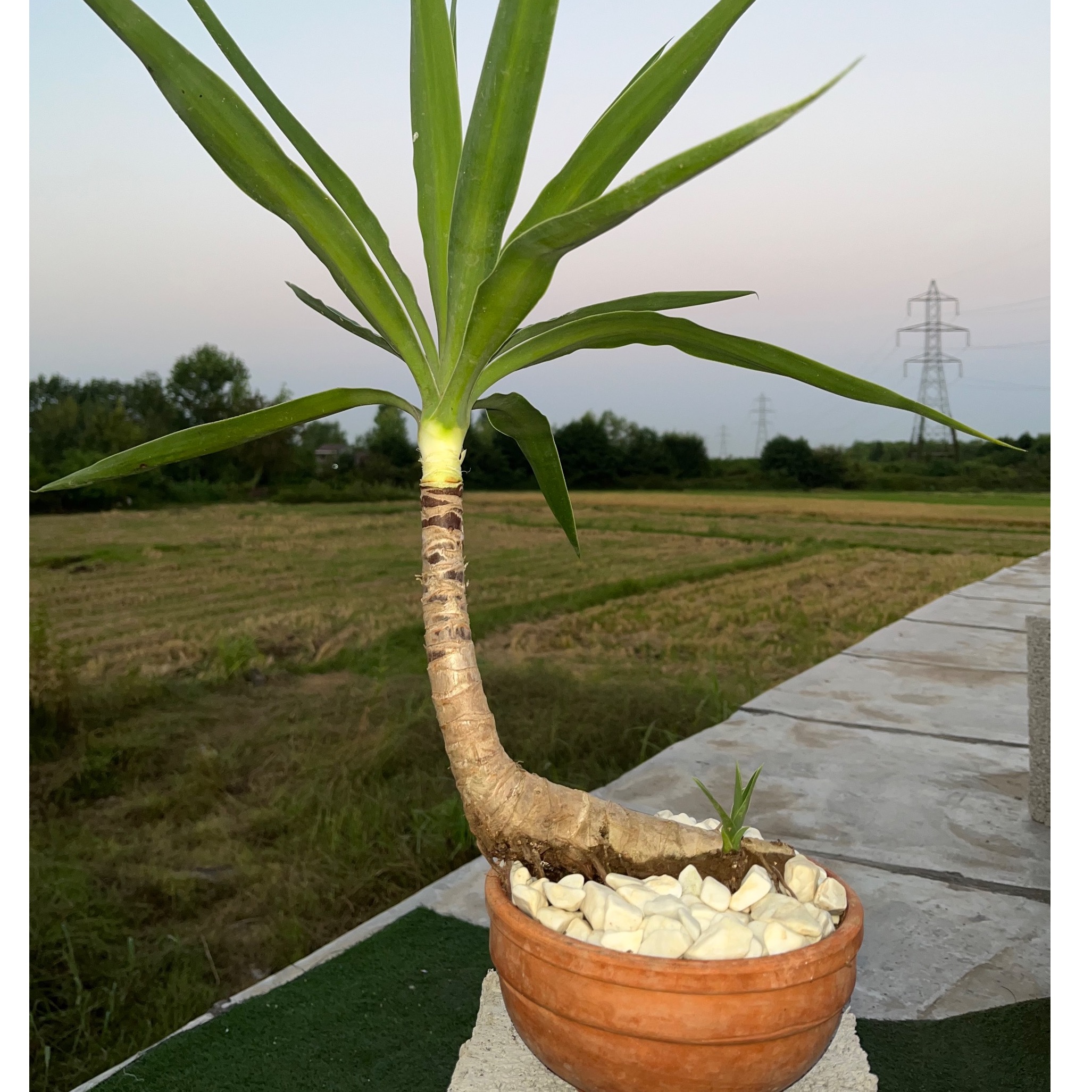 بن سای یوکا (بنسای)