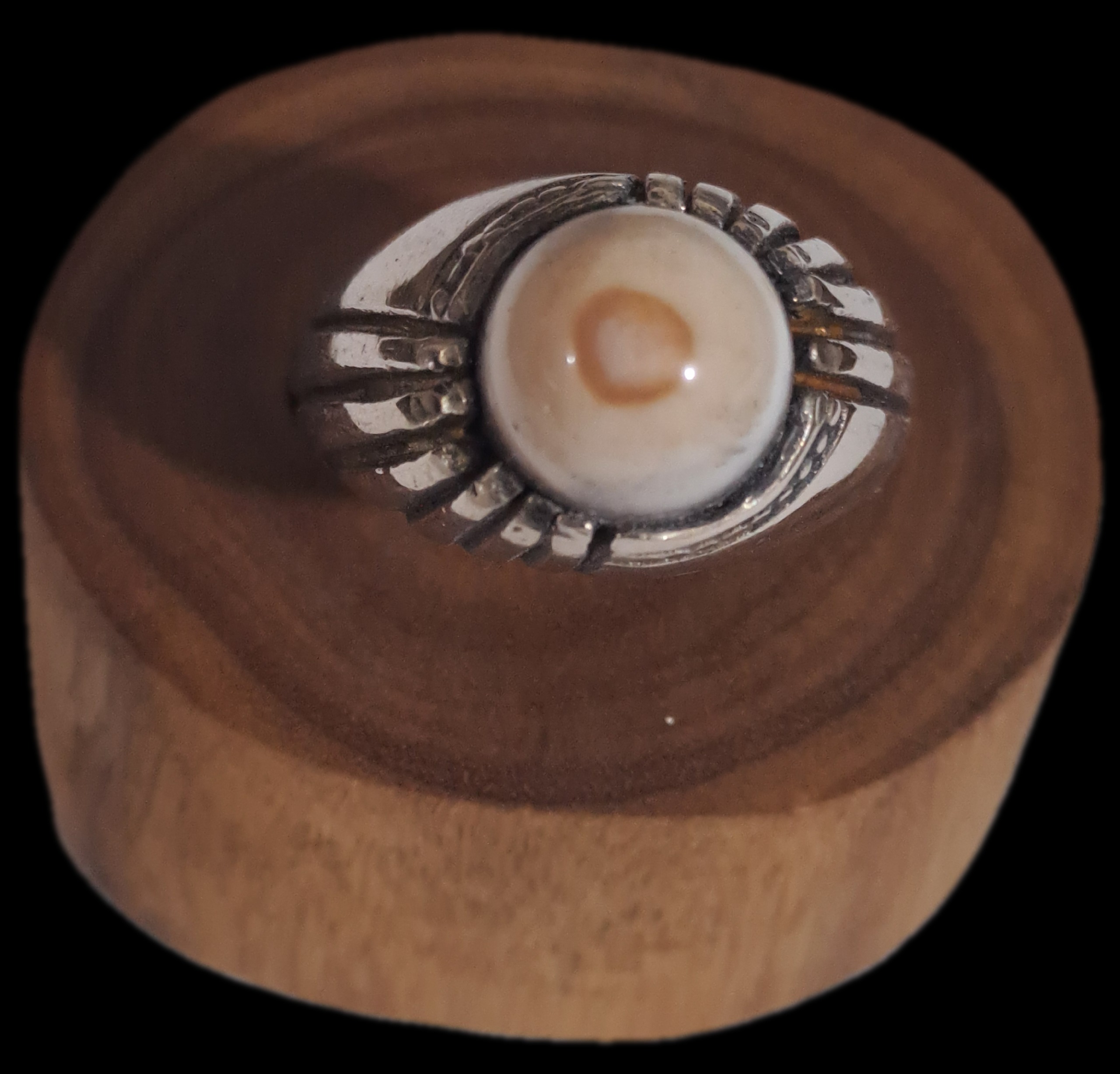 باباقوری چشمدار زیبا