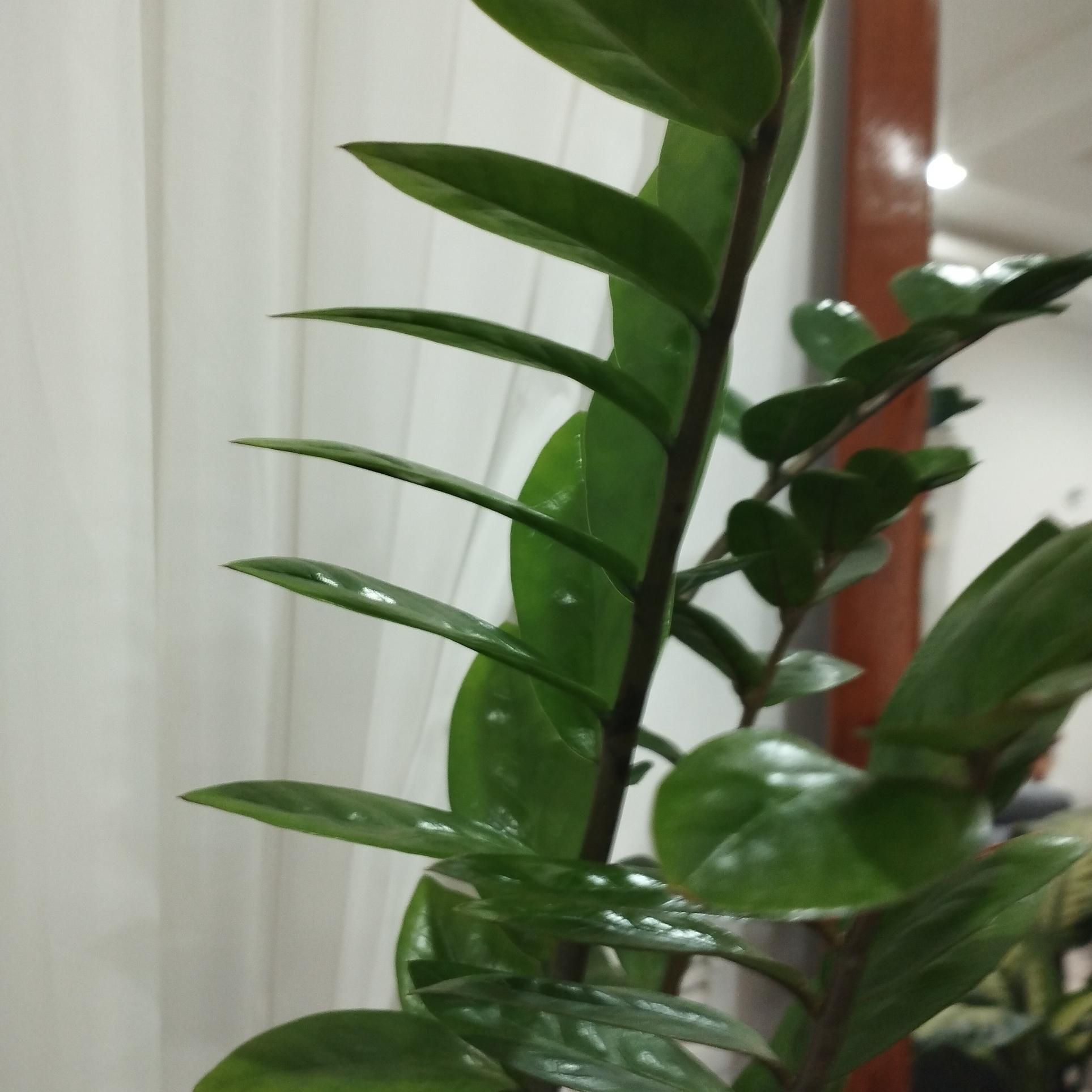 زاموفیلیا بصورت ریشه/حسن رحمانی