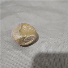 فسیل