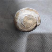 فسیل