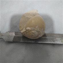 صدف