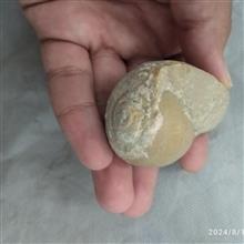 صدف
