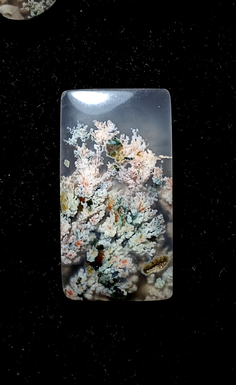 شجر هفت رنگ آکواریومی رویایی