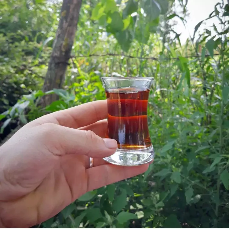 چای بهاره 1404