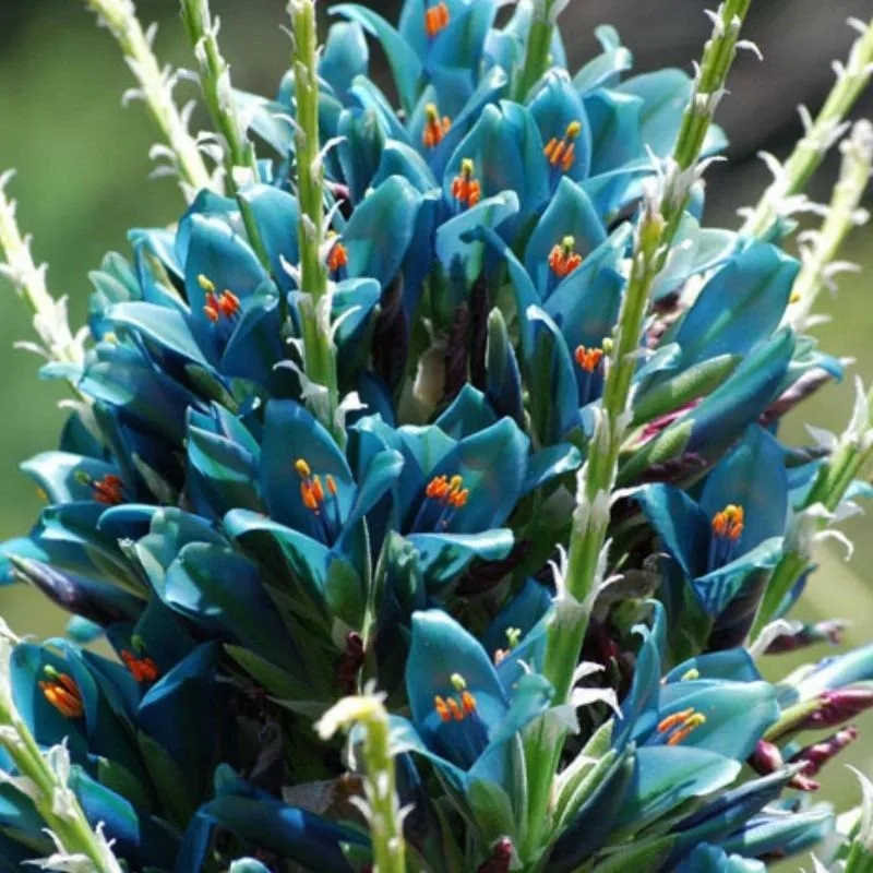 بذر گل پویا آبی بسته 10 عددی