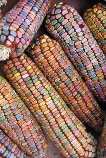 بذر ذرت دندان زمین بسته 5 عددی