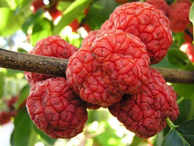 بذر توت چینی بسته 5 عددی