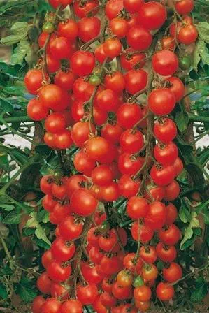 بذر گوجه گیلاسی ایندترماین بسته 10 عددی