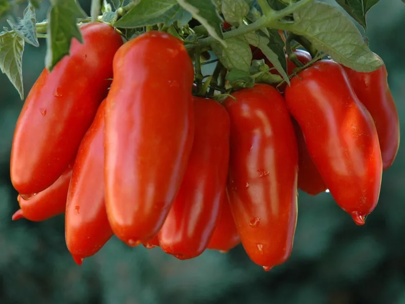 بذر گوجه سن مارزانو بسته 10 عددی