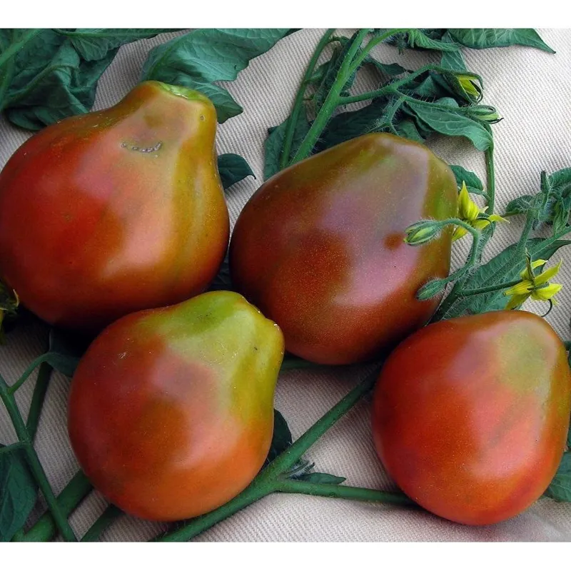 بذر گوجه سیاه ژاپنی بسته 10 عددی