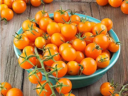 بذر گوجه سان گُلد بسته 5 عددی