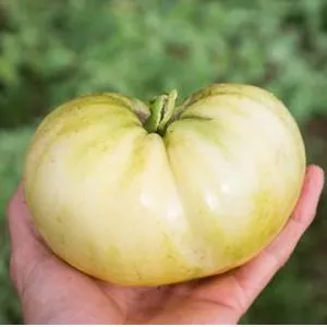 بذر گوجه سفید بزرگ بسته 5 عددی