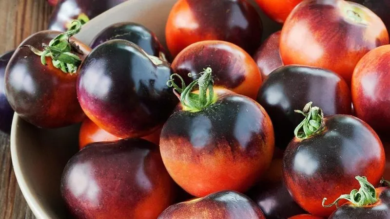 بذر گوجه رز مشکی بسته 5 عددی