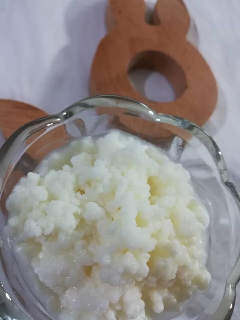 قارچ کفیر زنده و تازه