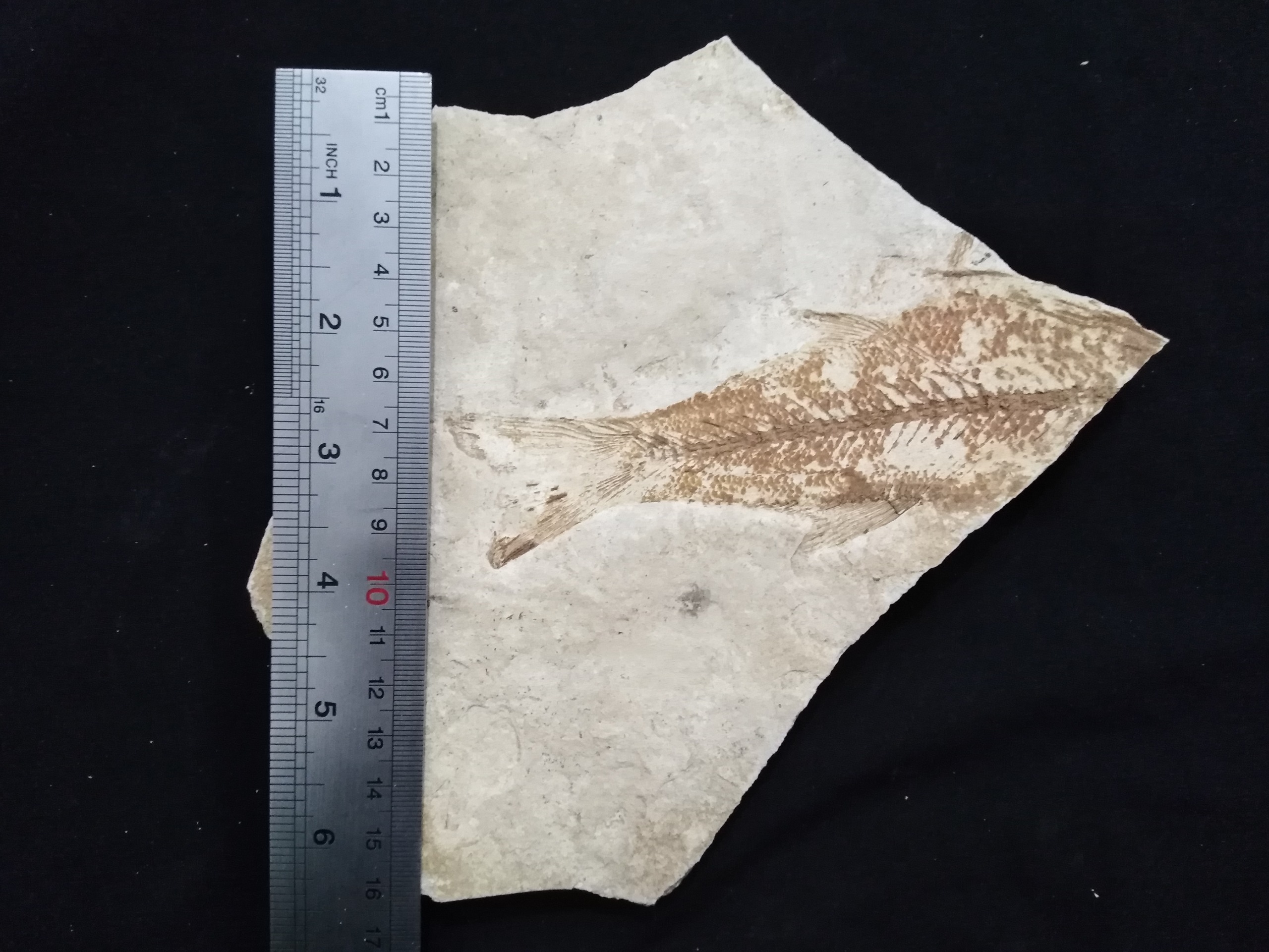 فسیل ماهی خاص پولک دار میلیون ساله