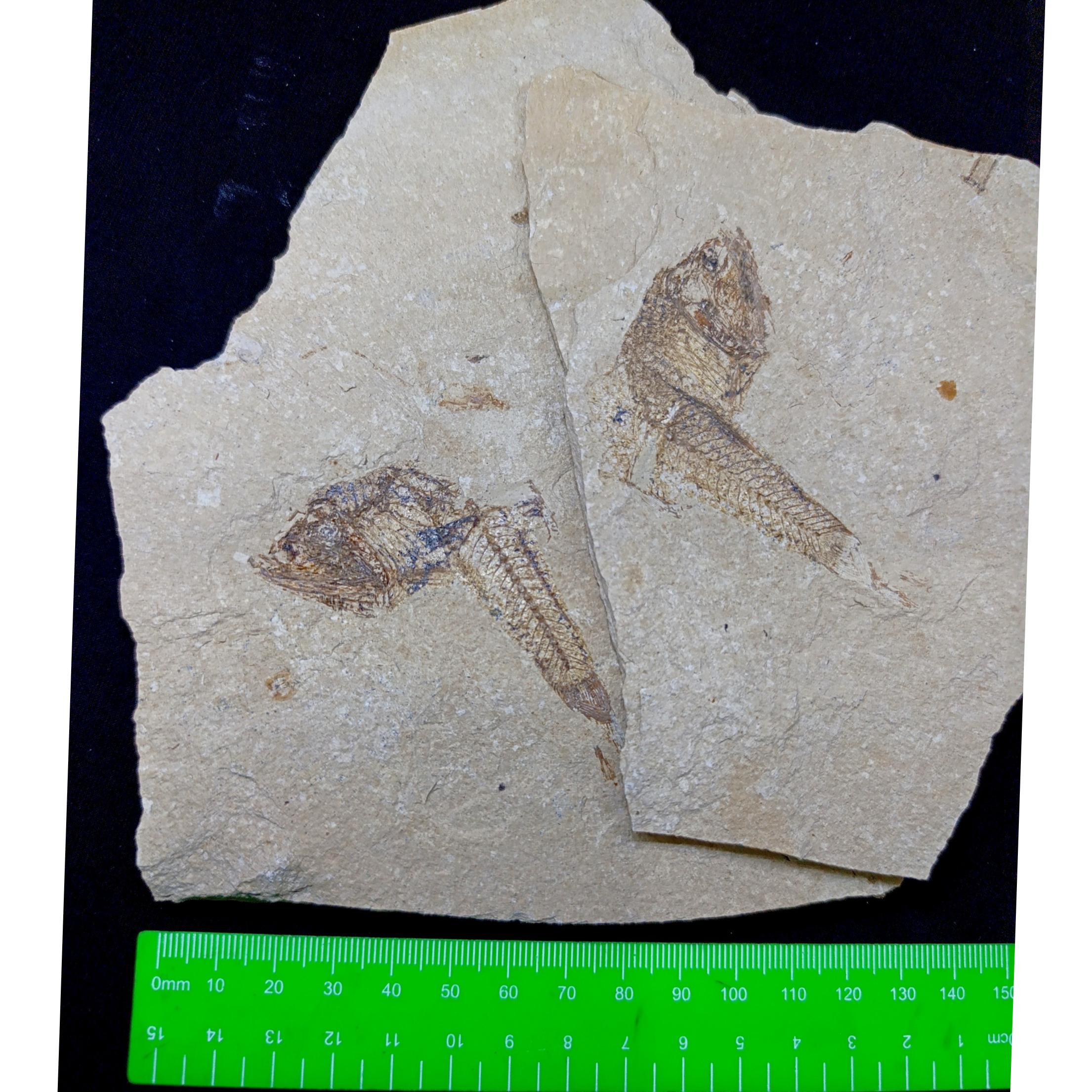 فسیل ماهی کتابی چین خورده و بچه ماهی میلیون ساله