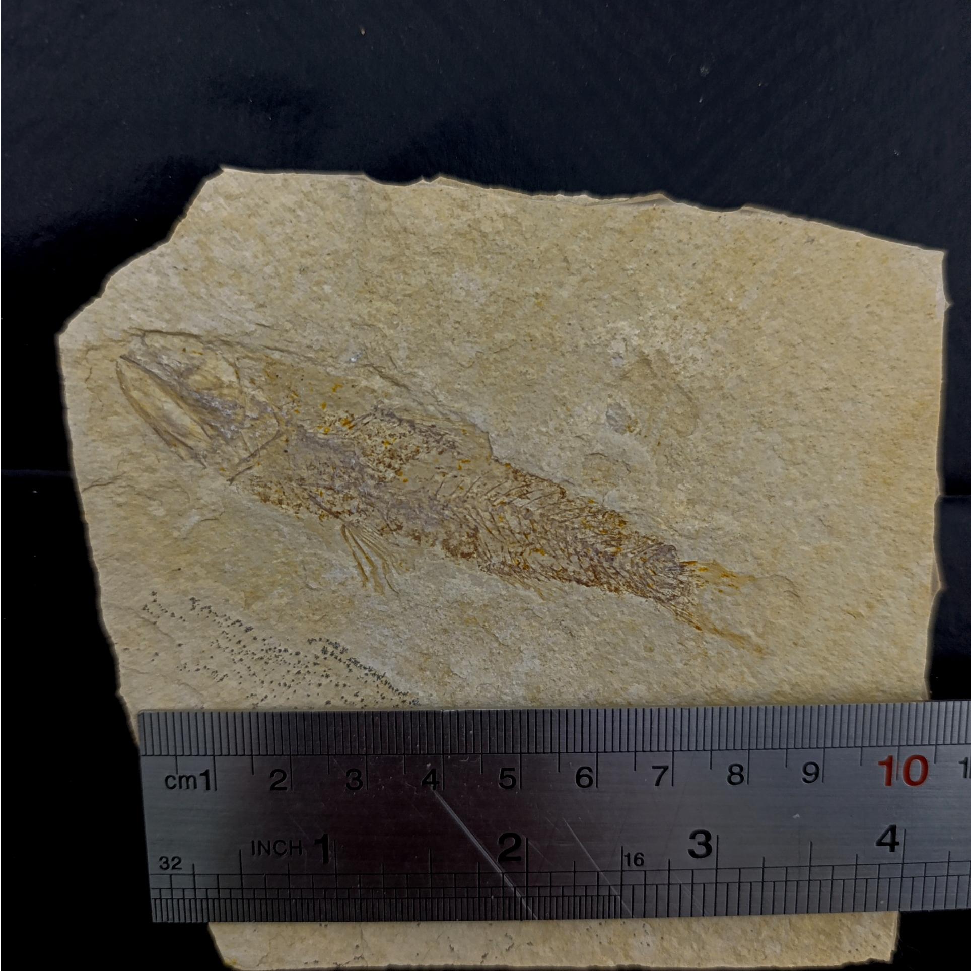 فسیل ماهی زیبا برش خورده در پشت فسیل برگ