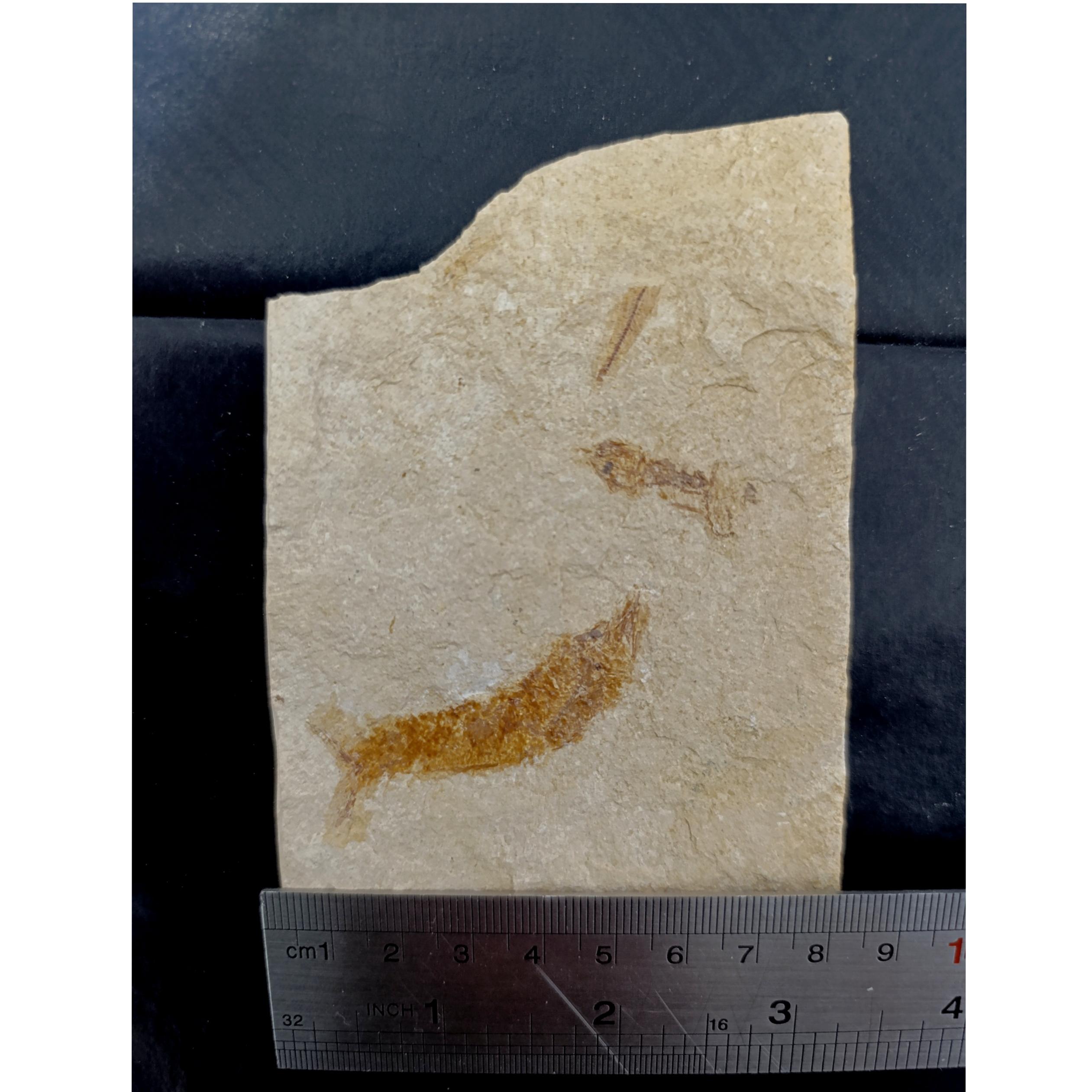 فسیل نیزه ماهی کوچیک میلیون ساله