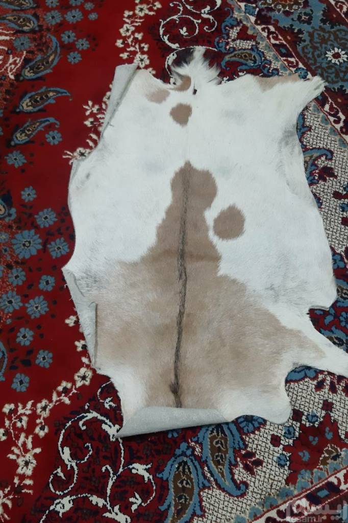 پوست بز بزرگ