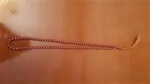 تسبیح