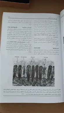 بافت