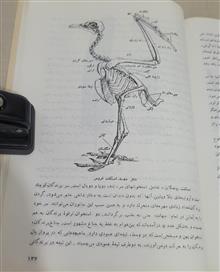 زیست