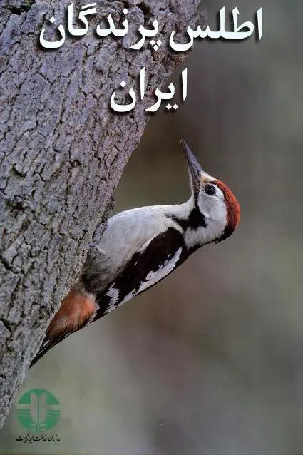 کتاب اطلس پرندگان ایران تمام رنگی