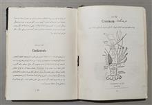 حشره