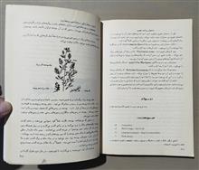 سبزی