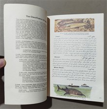 ماهیها