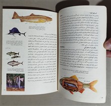 ماهیها