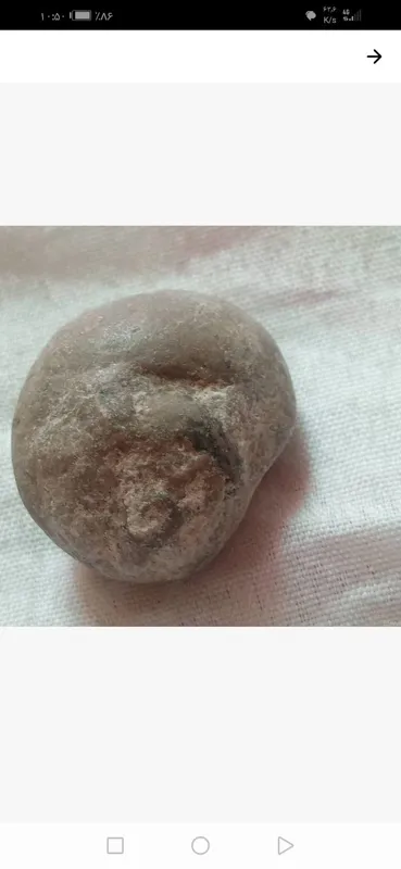 فسیل چند میلیون ساله حلزون