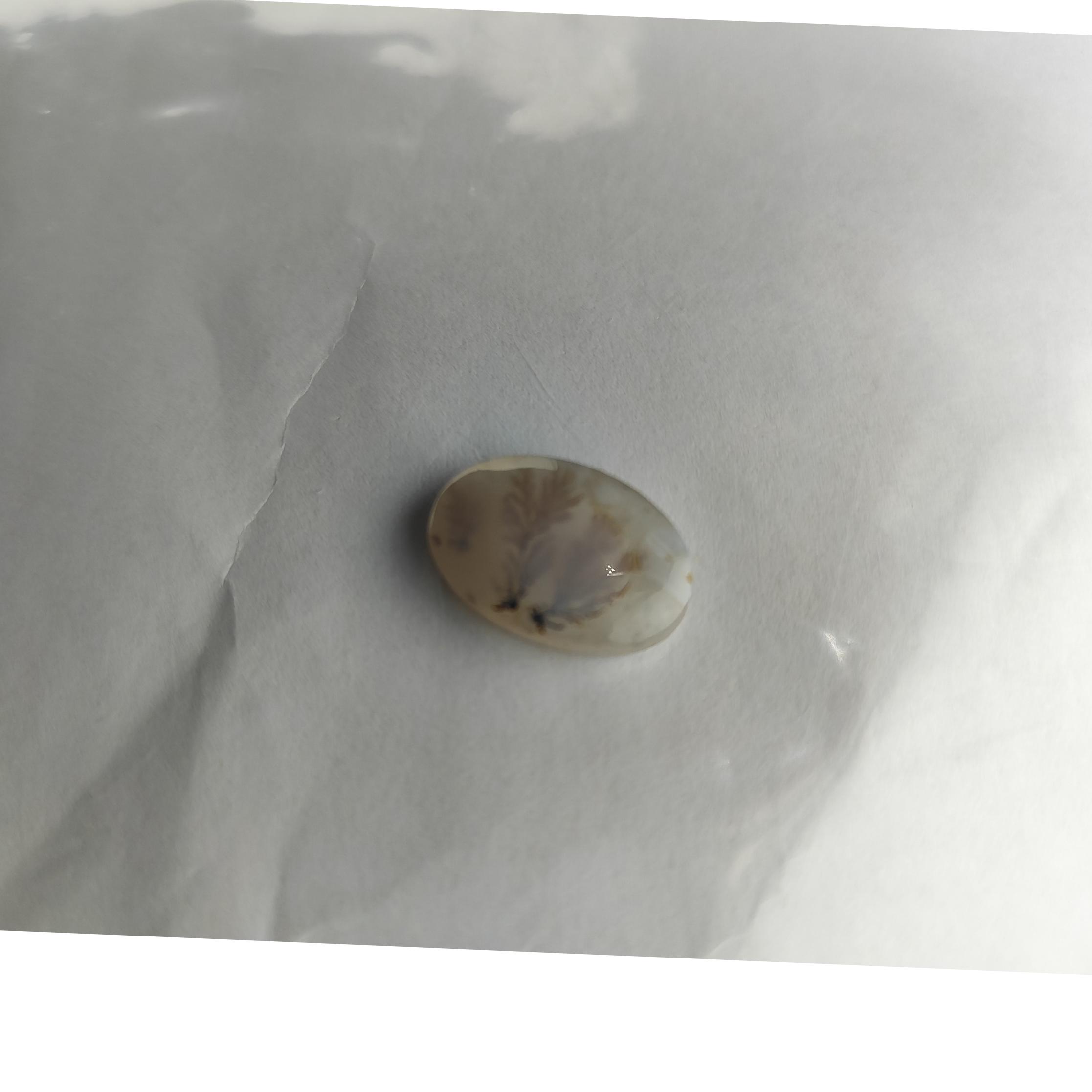 نگین شجر قاعنات تک درخت و خاص