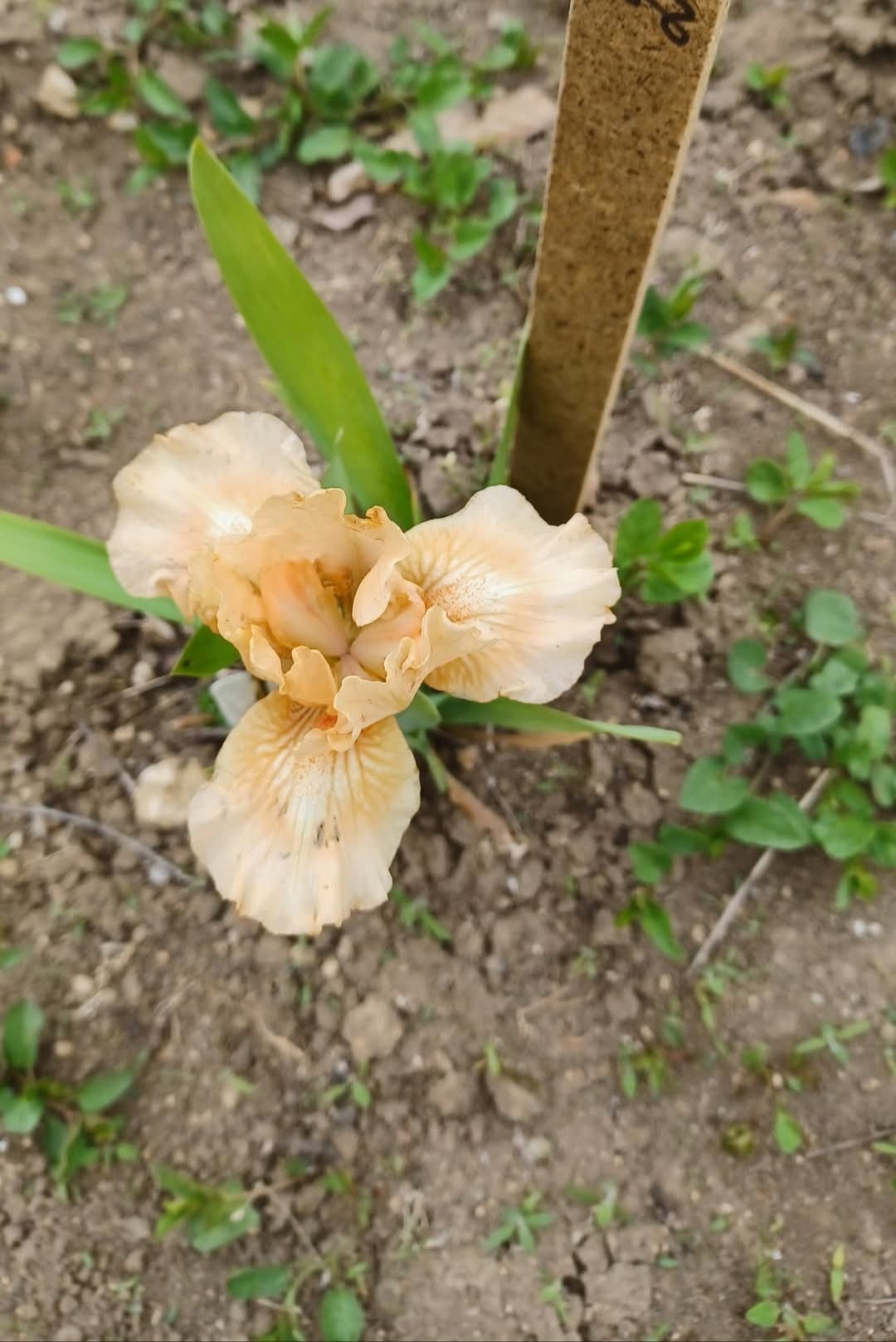 گل زنبق کد 8385