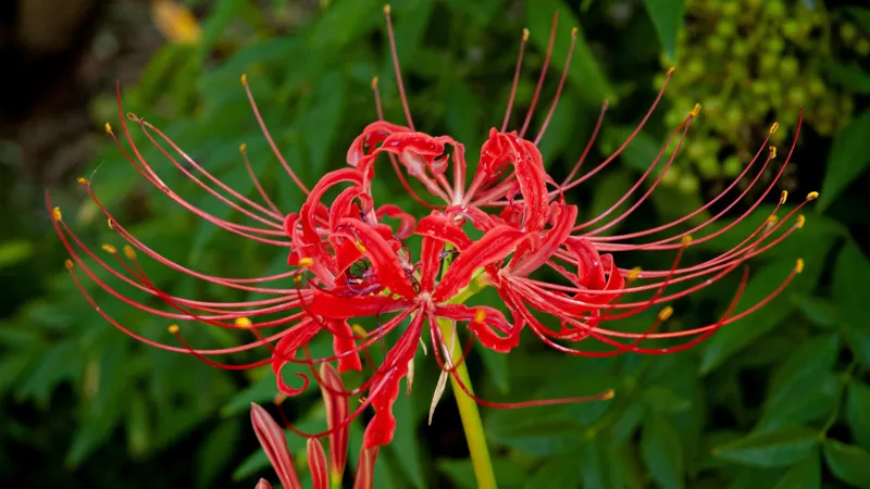 سوسن عنکبوتی قرمز