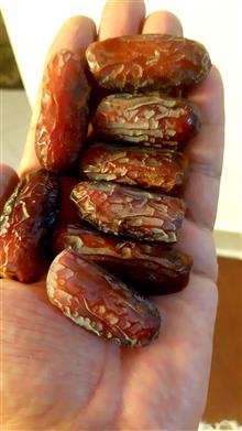 خرمای
