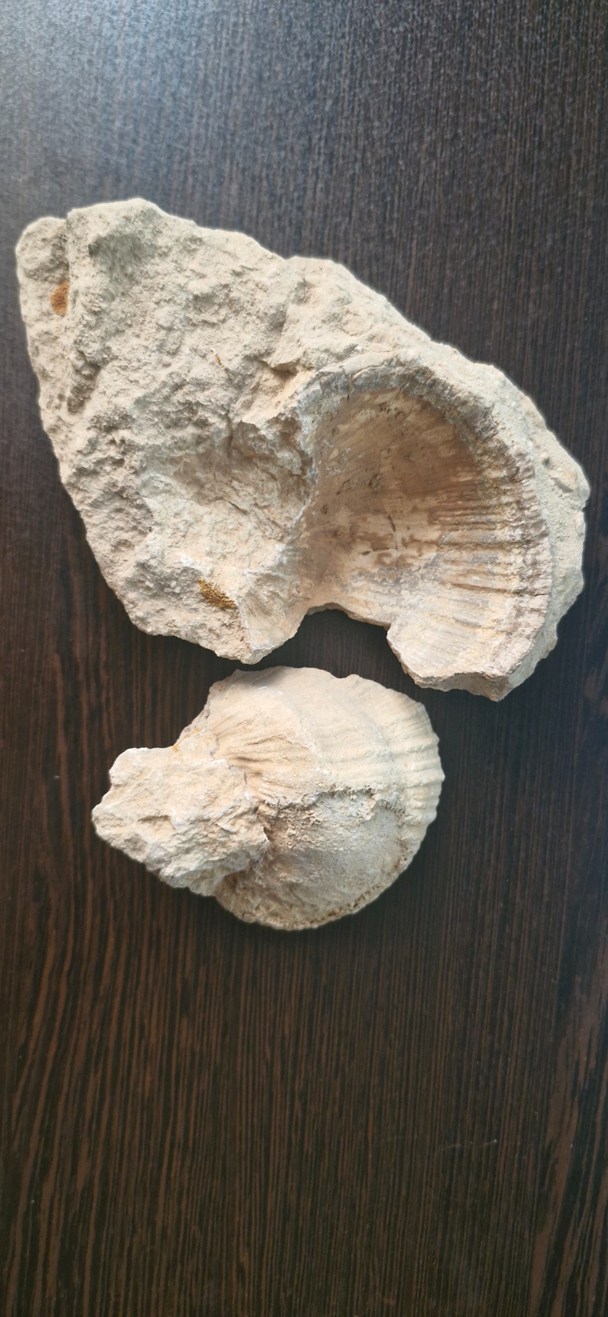 فسیل کاسه ای