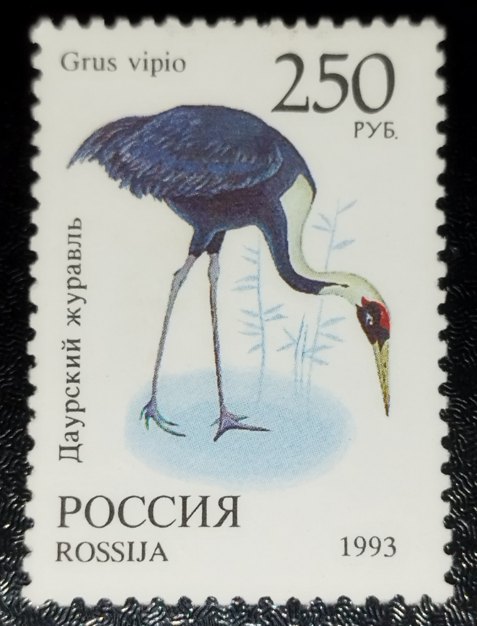 تمبر زیبا وارزشمند پرندگان روسیه