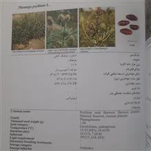 اطلس