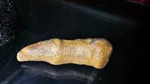 فسیل