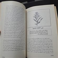زبان